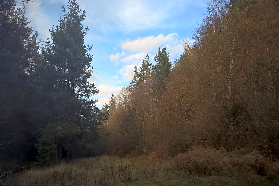 Path Through A Forest With Tall Evergreen Trees