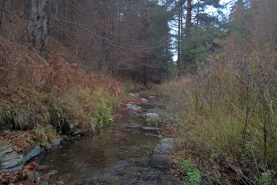 Small Stream Flows Through A Wooded Area