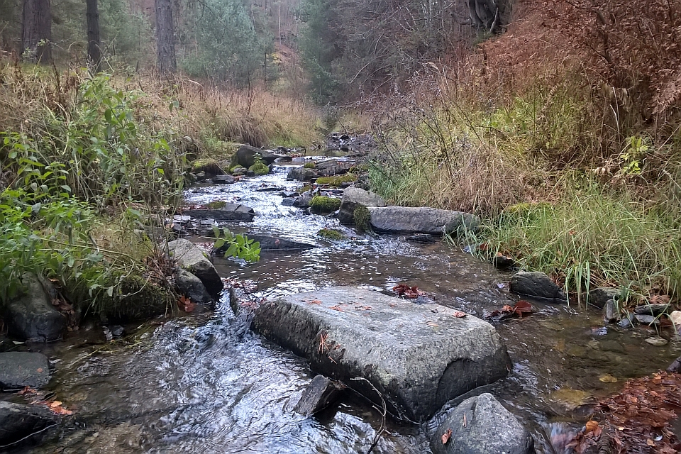 Small Stream Flows Through A Forest