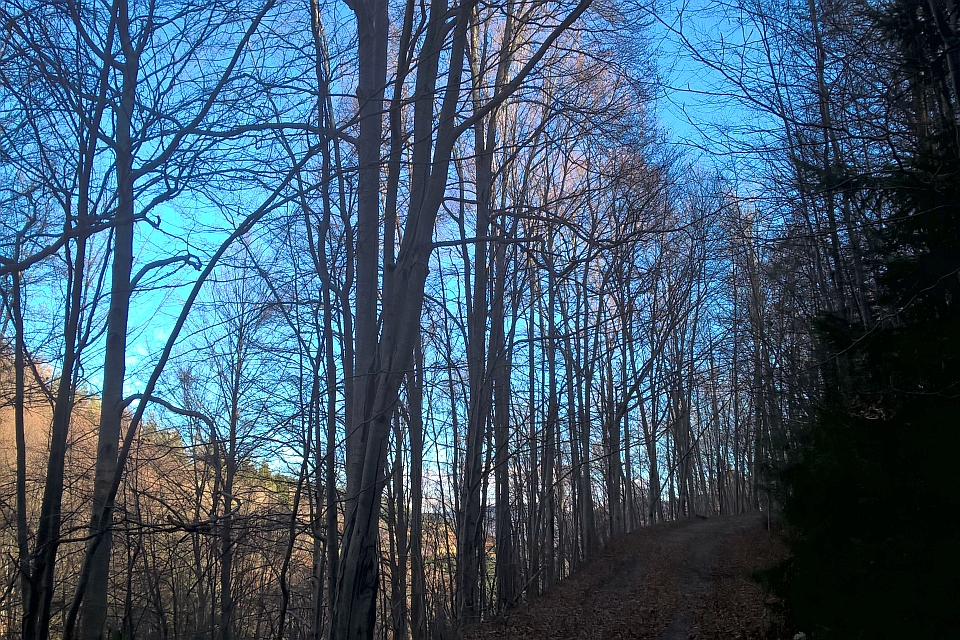 Dirt Road Winds Through A Forest