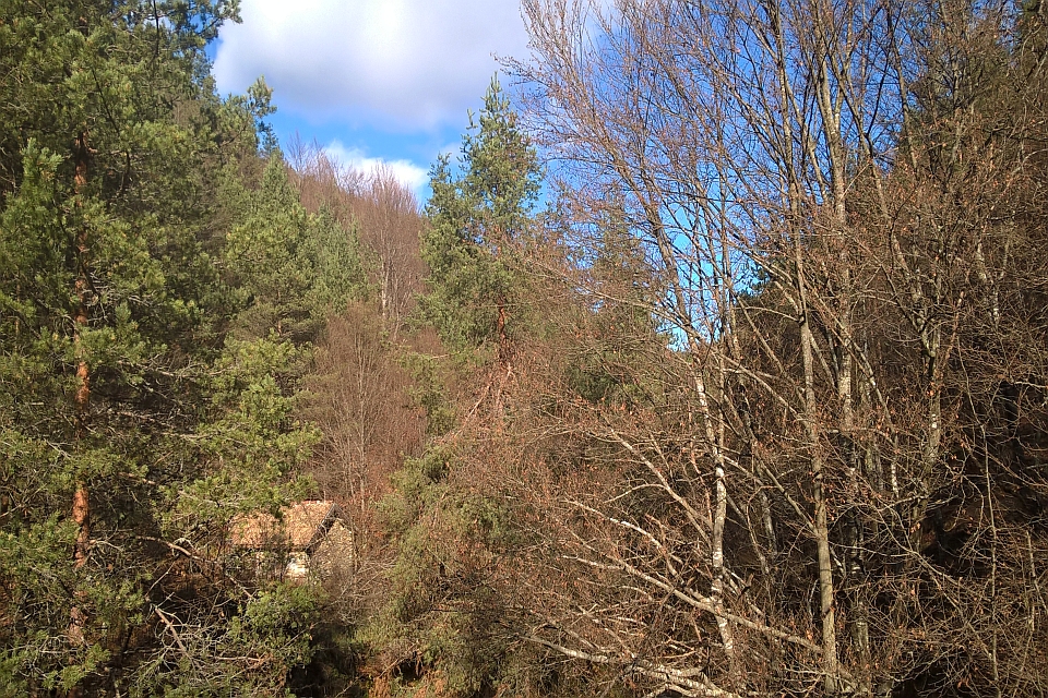 A Small Cabin Nestled In A Dense Forest