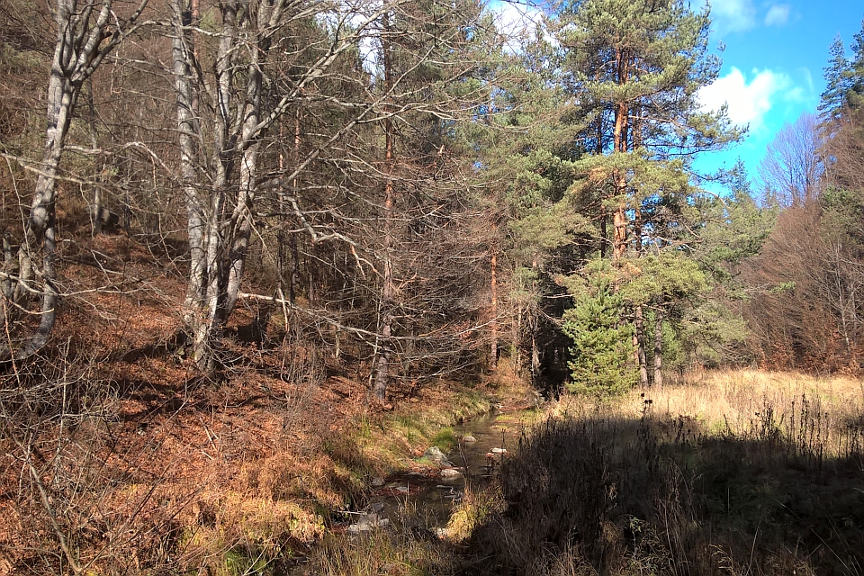 Small Stream Flows Through A Forest