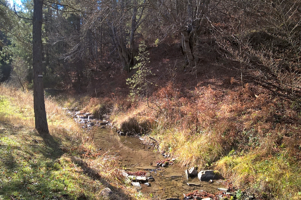 Small Stream Flows Through A Woods