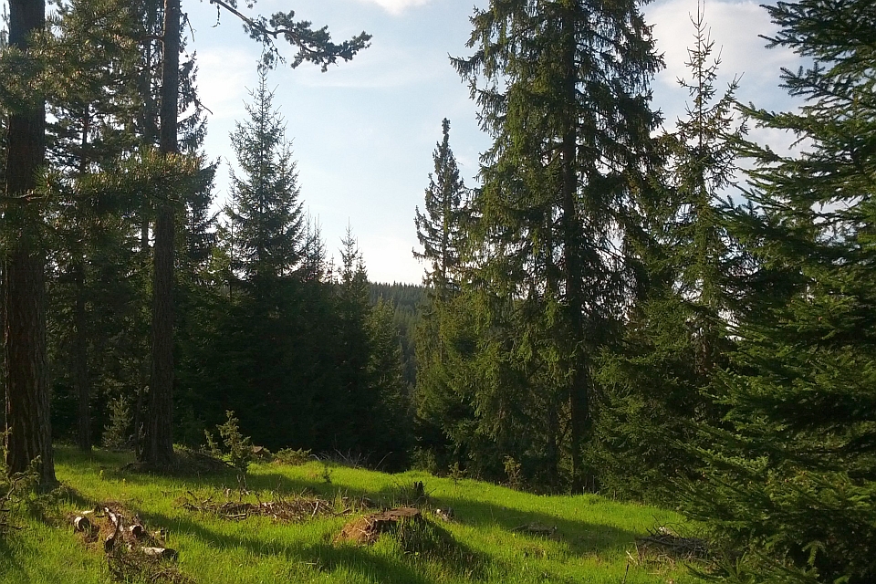 Sunny Forest Scene With Tall Evergreen Trees