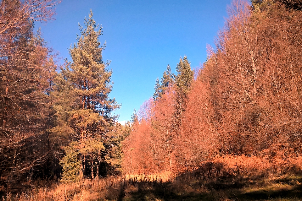 Sunlit Autumnal Forest Path