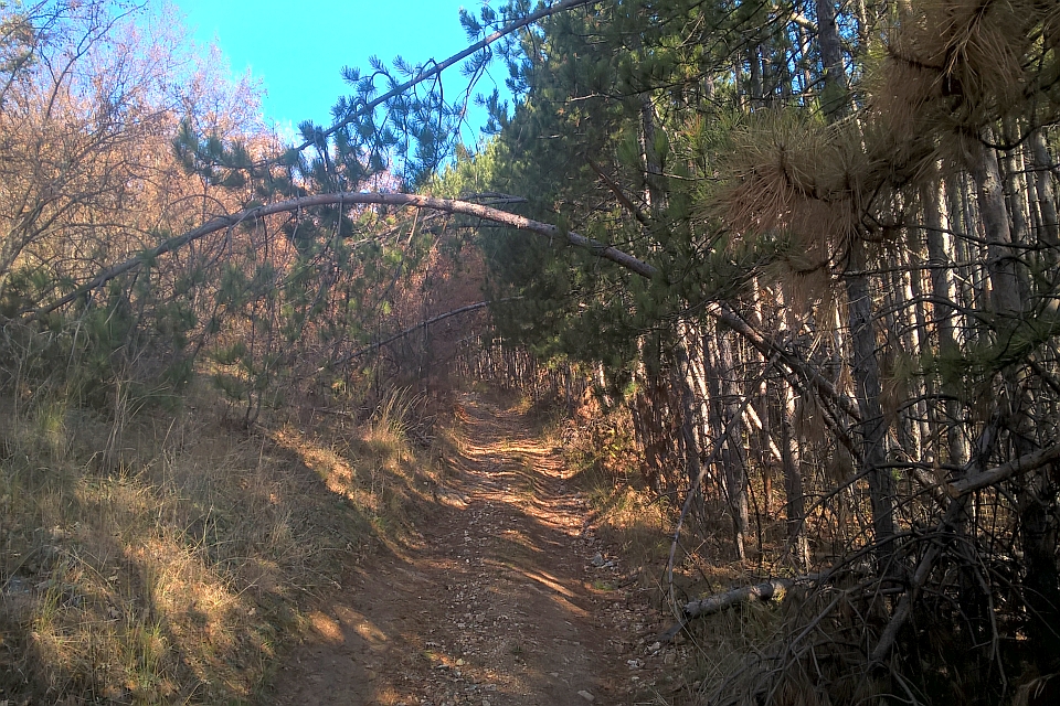 Dirt Path Winds Through A Forest