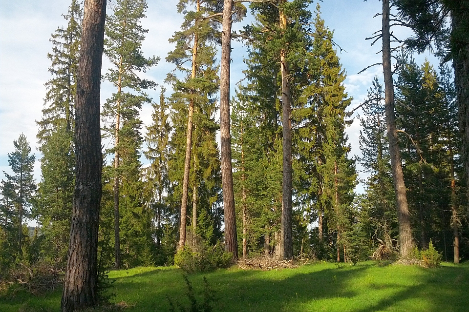 Sunny Forest Clearing
