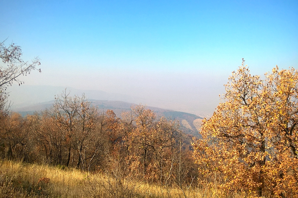 Autumnal Forest On A Hill