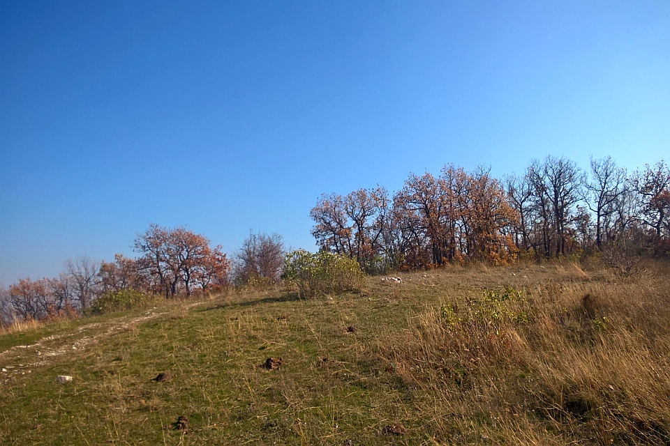 Grassy Hill With Autumnal Trees