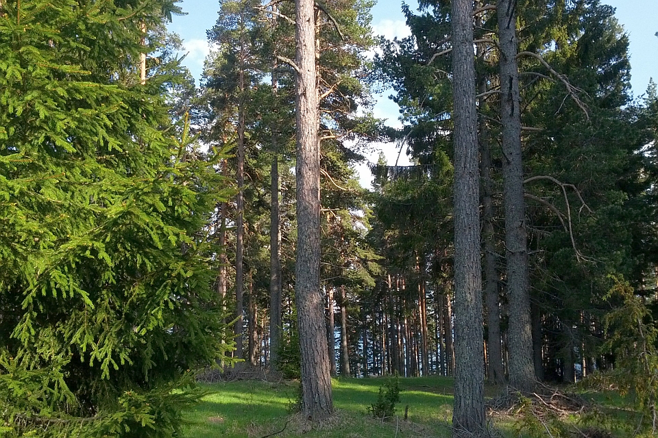 Tall Pine Trees In A Forest.