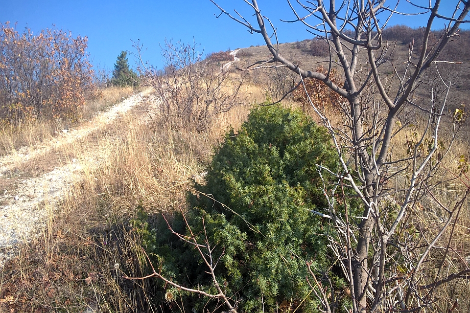 Dirt Path Winds Upward