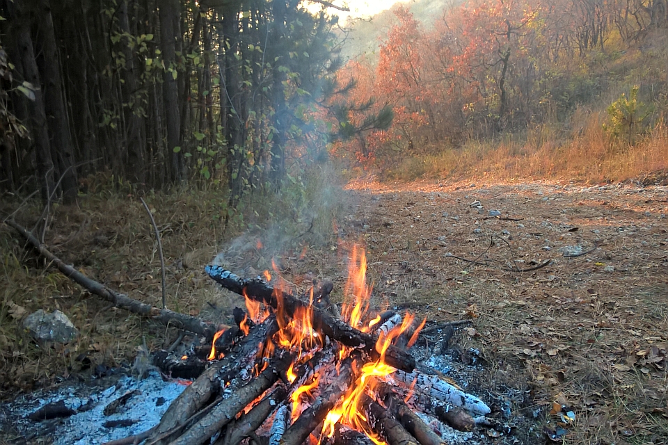 Campfire In A Forest