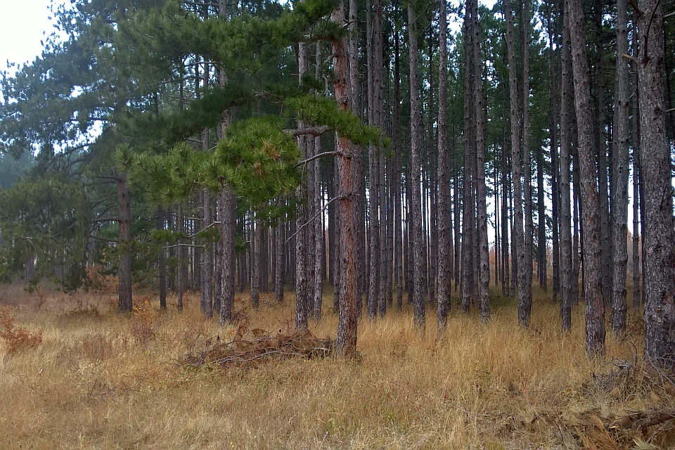 Dense Stand Of Pine Trees