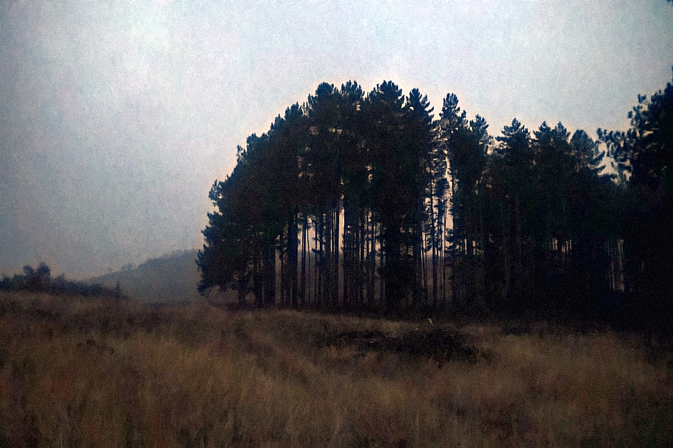 Silhouetted Pine Trees