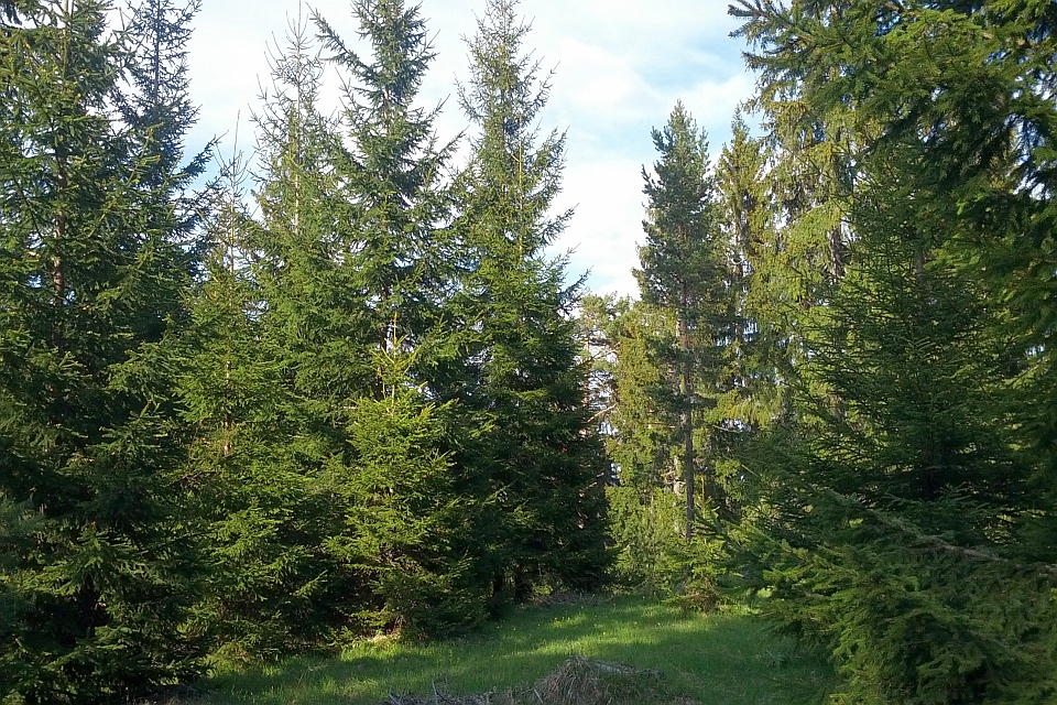 Clearing In A Dense Evergreen Forest