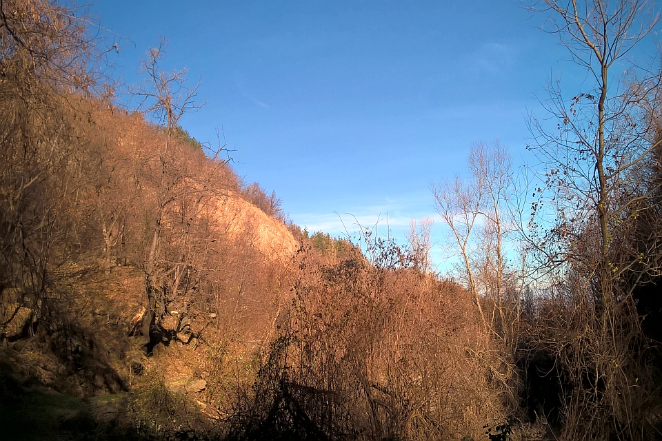 Hillside Covered In Leafless Trees