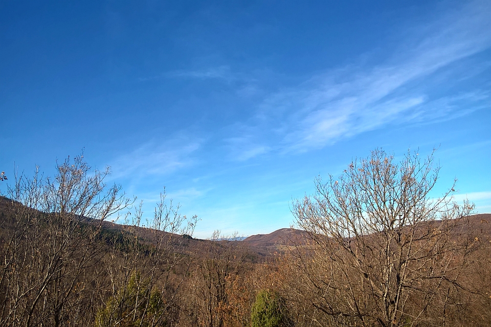 Blue Sky Over Leafless Trees