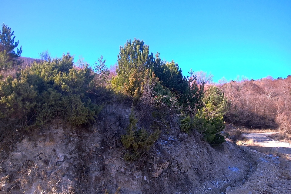 Rocky Hillside With Evergreen Trees