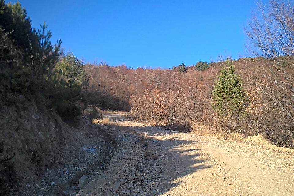 Dirt Road In Wooded Area