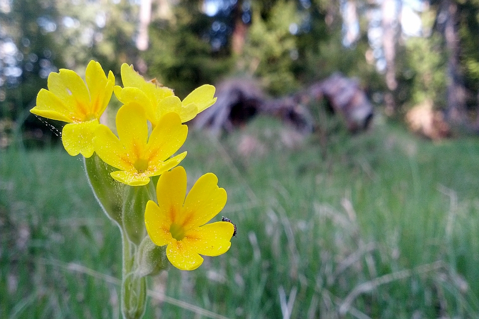 Close-Up Of Three Bright Yellow Flowers