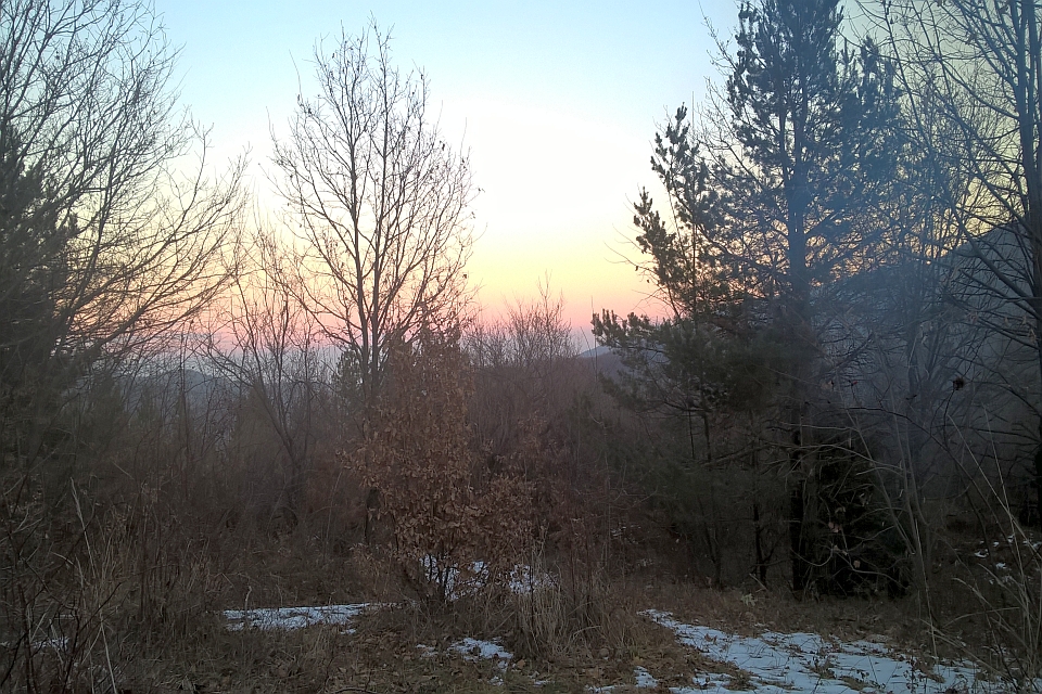 Sunset View Through A Forest