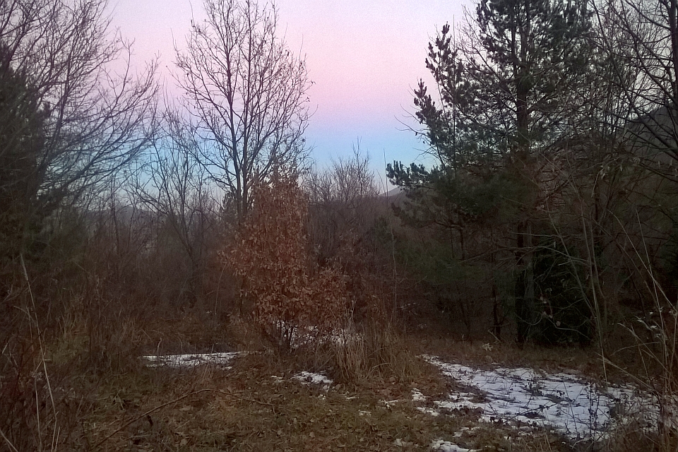Partially Snow-Covered Forest