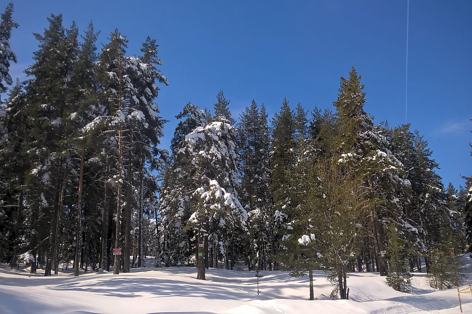 Snow-Covered Pine Forest