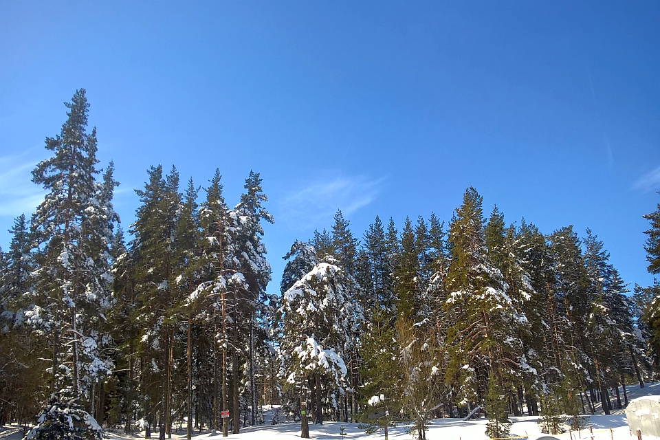 Pine Forest Under A Clear Sky