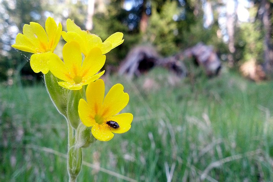 Close-Up Of A Yellow Primrose