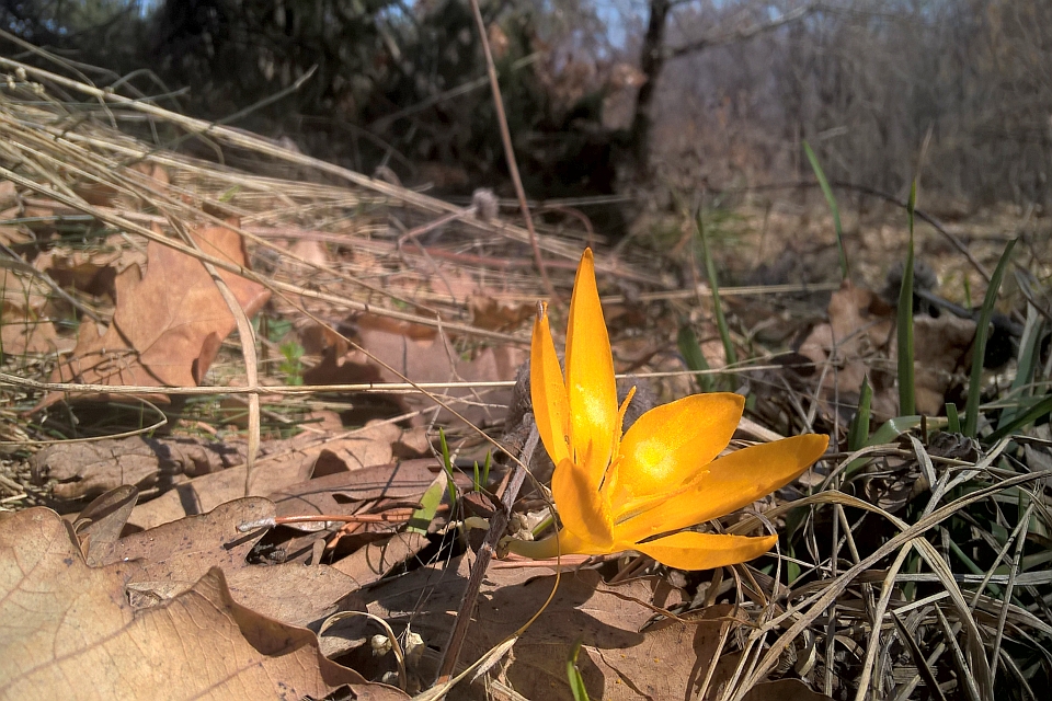 Single Yellow Crocus Flower