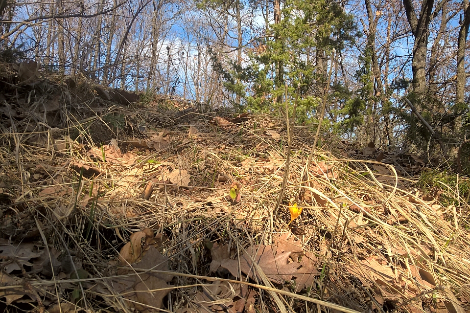 Leaf-Covered Ground