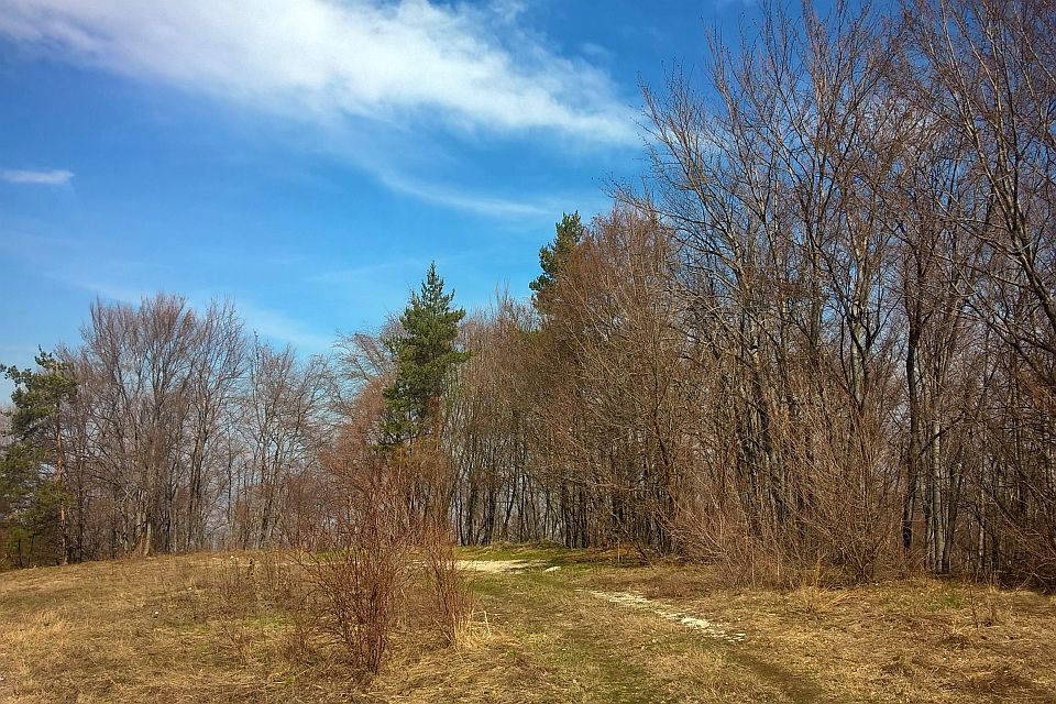 Road Winds Through A Forest