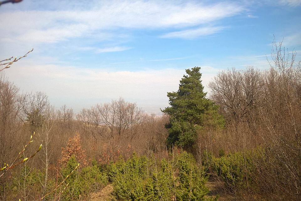 Single Evergreen Tree