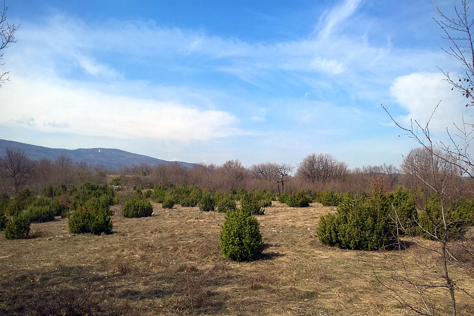Field Of Young Evergreen Trees