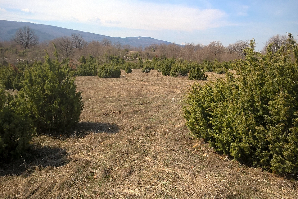 Field Of Young Juniper Bushes