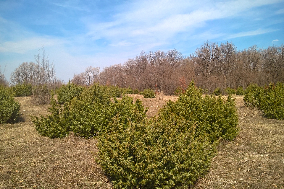 Field Of Young Juniper Shrubs