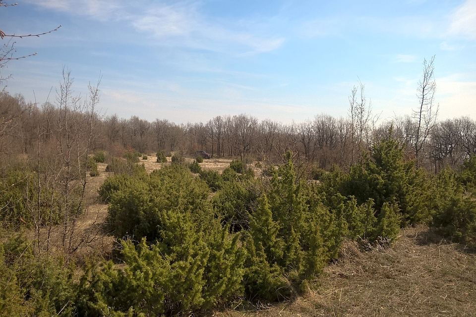 Sunny Day In A Juniper Forest
