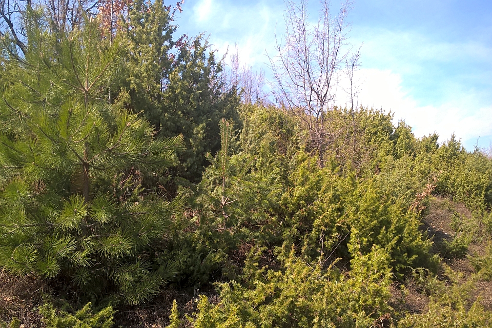 Hillside With Evergreen Shrubs