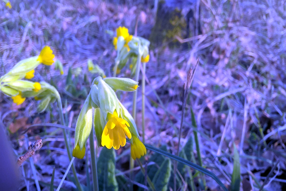 Yellow Cowslips
