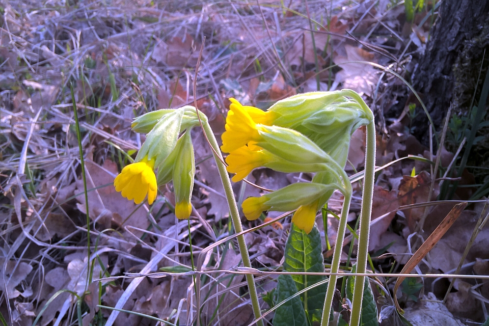 Primula Veris