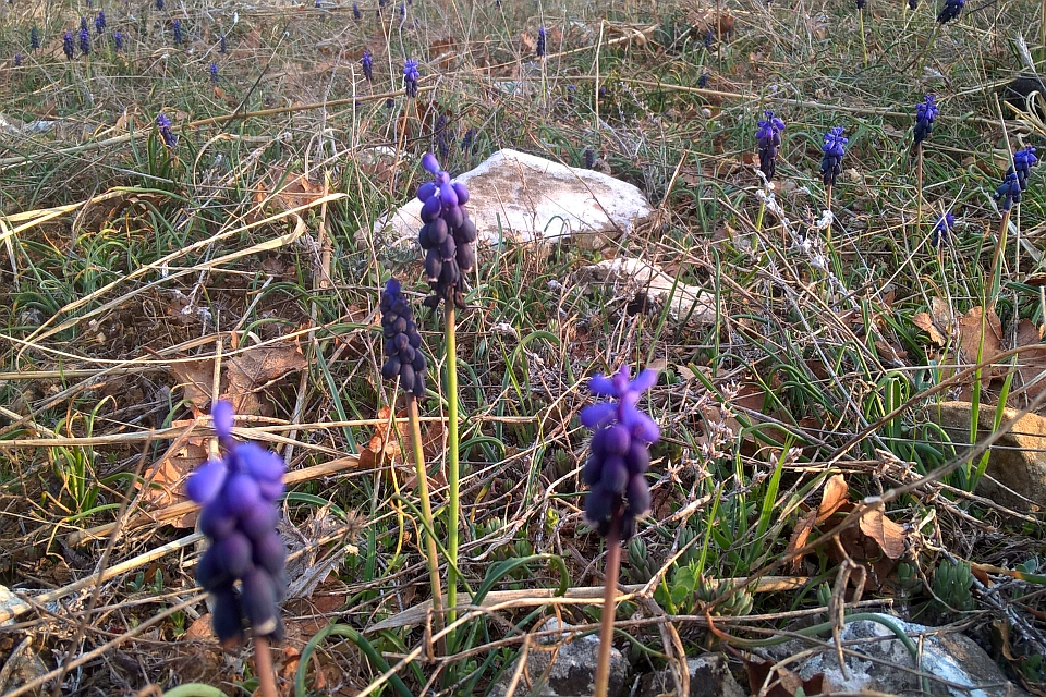 Several Grape Hyacinths