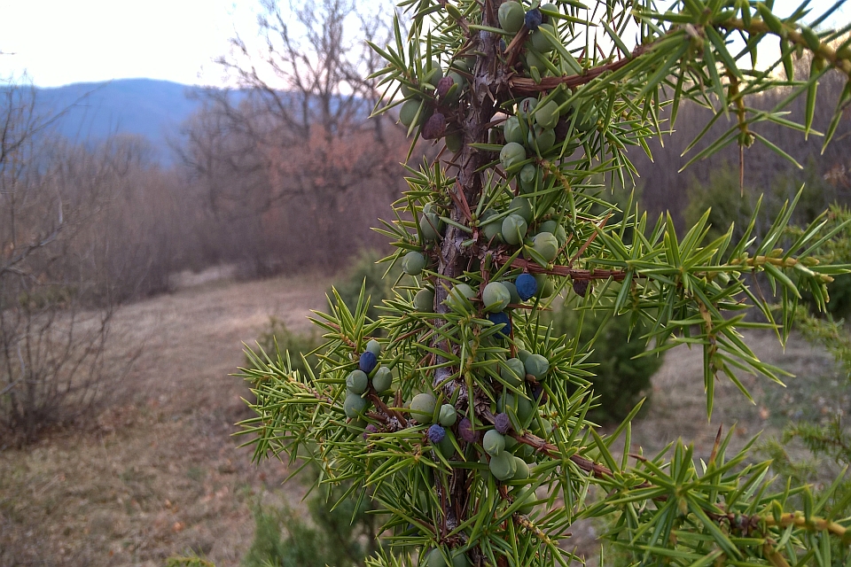 Juniper Berries On A Branch