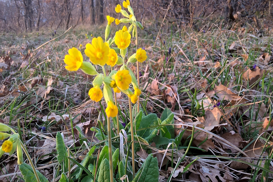 Bright Yellow Primroses