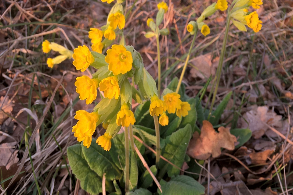 Bright Yellow Cowslip