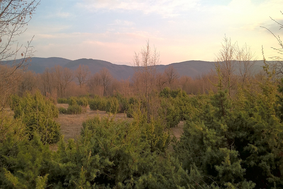 Field Of Low Green Shrubs