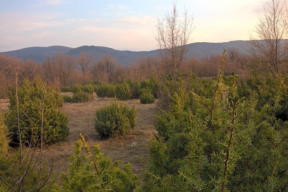 Field Of Juniper Bushes