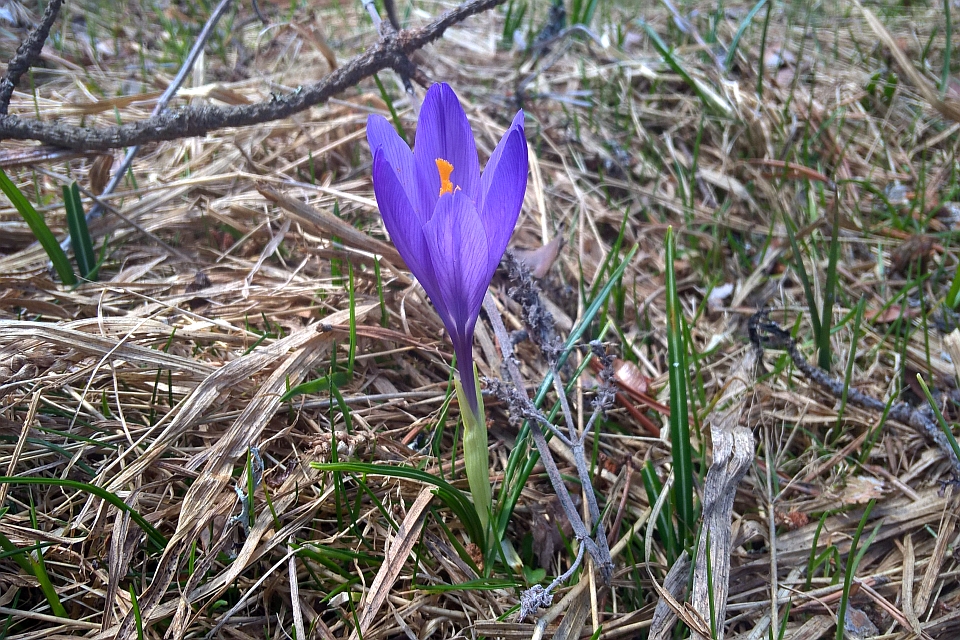 Single Purple Crocus