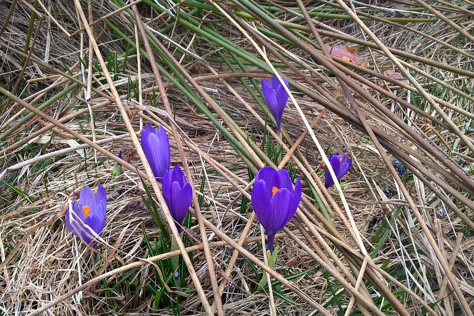 Purple Crocuses