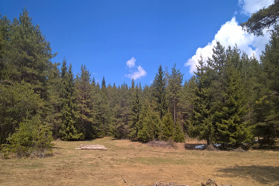 Sunny Day In A Pine Forest