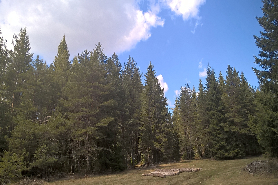Sunny Day In A Coniferous Forest
